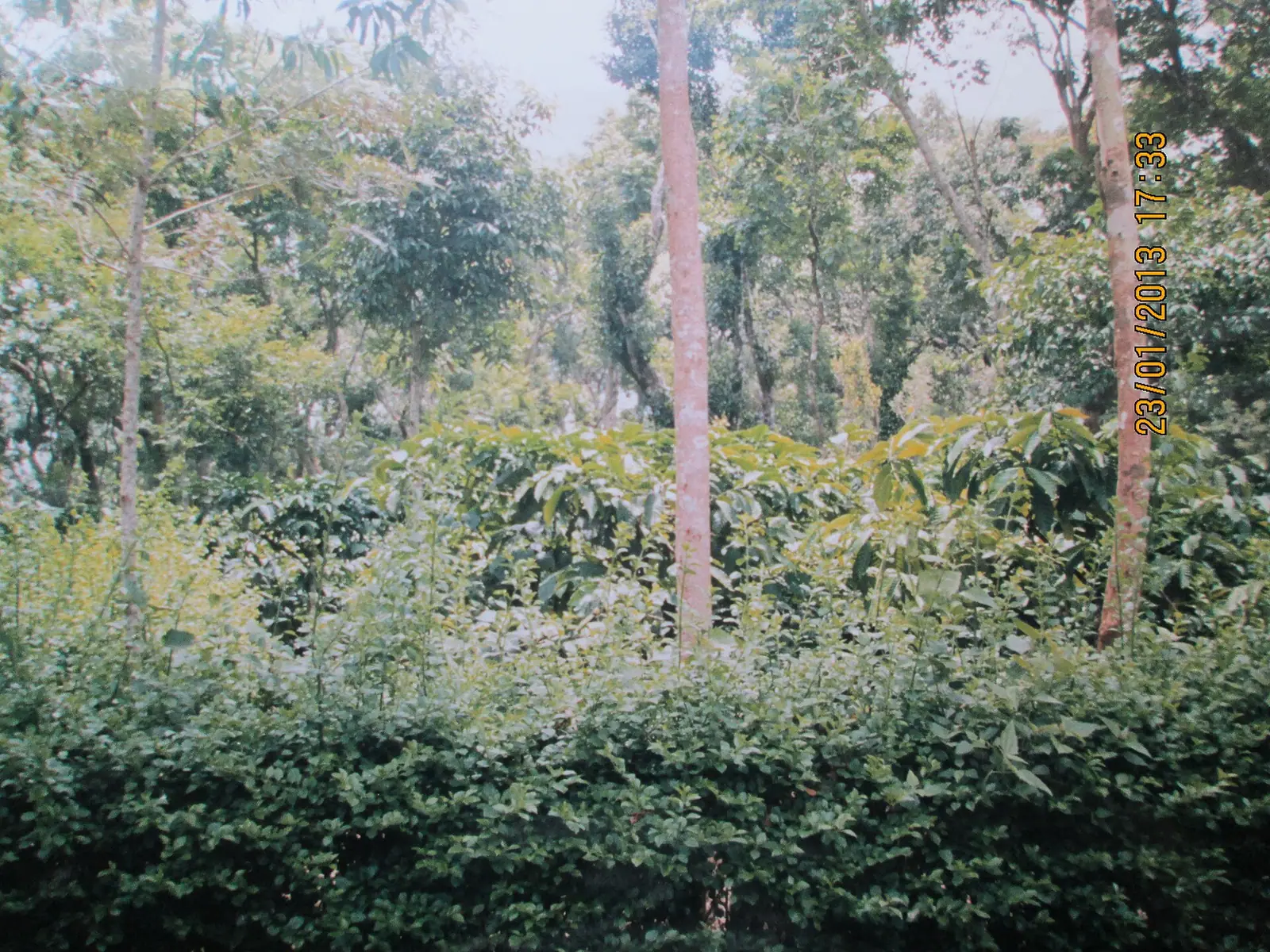 Coffee bushes under shade trees on a plantation in Coorg, Karnataka