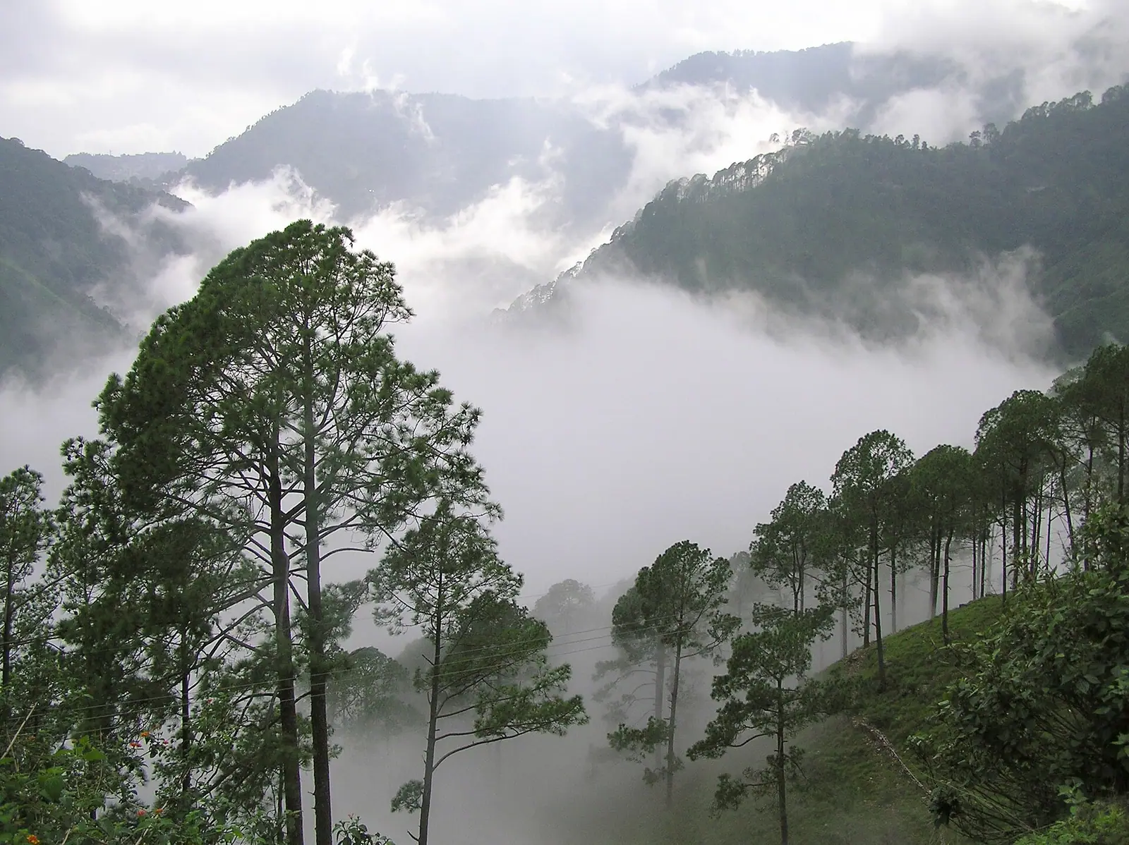 Forested Kumaon ridges surrounding the lake town of Nainital, Uttarakhand