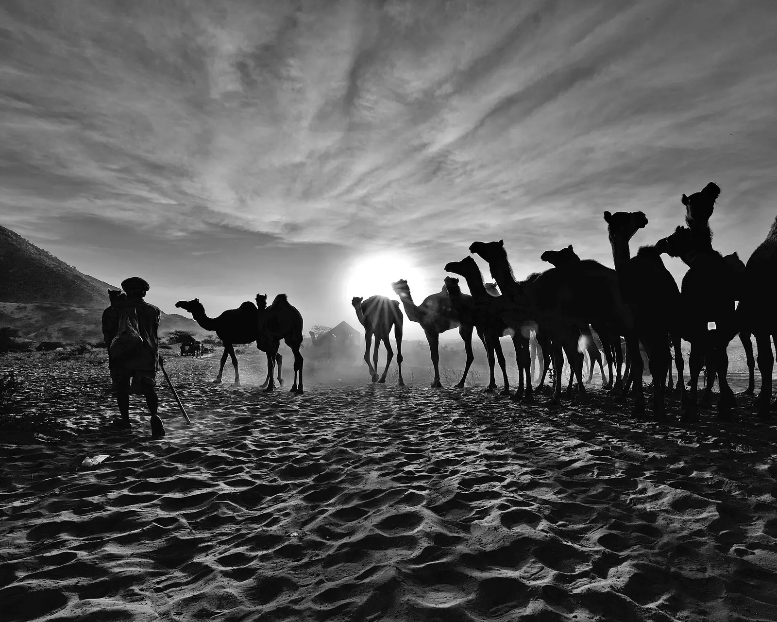 Camels and traders gathered on the sands at the Pushkar fair, Rajasthan