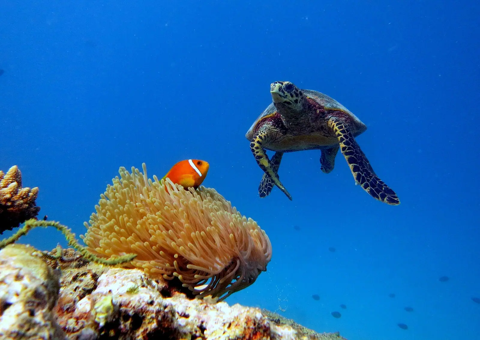 Baa Atoll Maldives